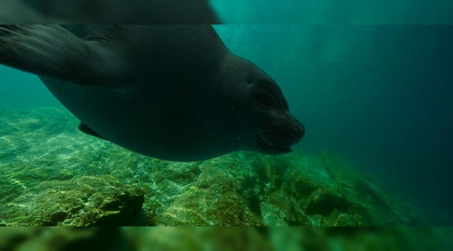 Кадр из фильма «Байкал. Удивительные приключения Юмы» (0+), реж. Анастасия Попова, 2020 год  © Фото с сайта kinopoisk.ru