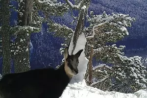  &copy;&nbsp;Фото пресс-службы Кавказского заповедника