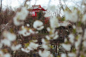 Японский сад © Антон Быков, Юга.ру