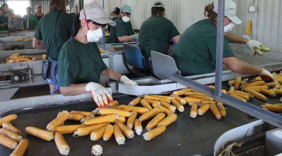 Хаскерное отделение Ладожского кукурузокалибровочного завода &copy;&nbsp;Фото пресс-службы агрохолдинга &laquo;Кубань&raquo;