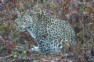  &copy;&nbsp;Фото пресс-службы WWF