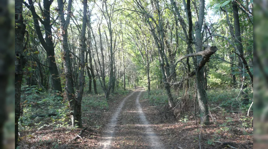 Памятник природы «Лесопарк Хомуты» &copy;&nbsp;Фото с сайта Управления особо охраняемыми природными территориями Краснодарского края, http://www.uooptkk.ru/