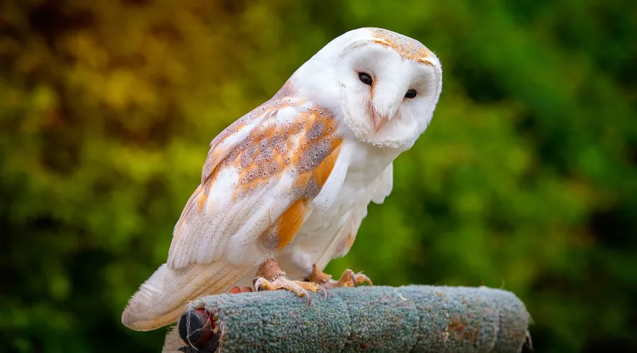  &copy;&nbsp;Фото с сайта pixabay.com