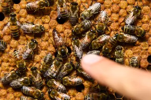 Пчелиная матка &copy;&nbsp;Фото Елены Синеок, Юга.ру