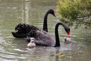 Австралийские черные лебеди © Фото пресс-службы сочинского парка «Дендрарий»