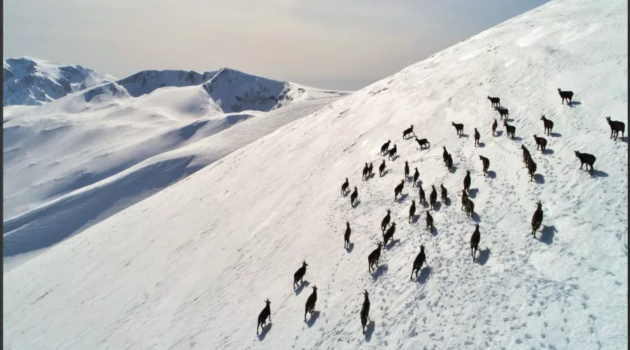  &copy;&nbsp;Скриншот из телеграм-канала &laquo;Лаго-Наки Живи&raquo; https://t.me/lagonakilive/3285