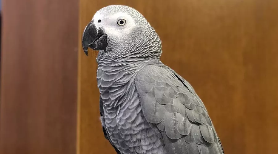  &copy;&nbsp;Фото из аккаунта instagram.com/alana_mamaeva