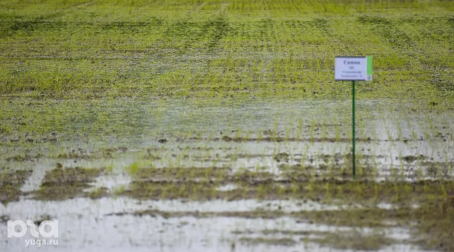  &copy;&nbsp;Фото Елены Синеок, Юга.ру