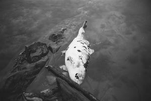 Погибший дельфин в Черном море © Фото Дарико Агеевой