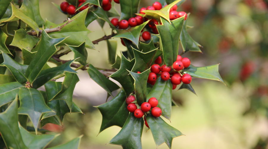  © Фото пресс-службы Сочинского национального парка