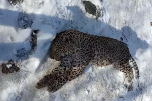  &copy;&nbsp;Фото пресс-службы WWF