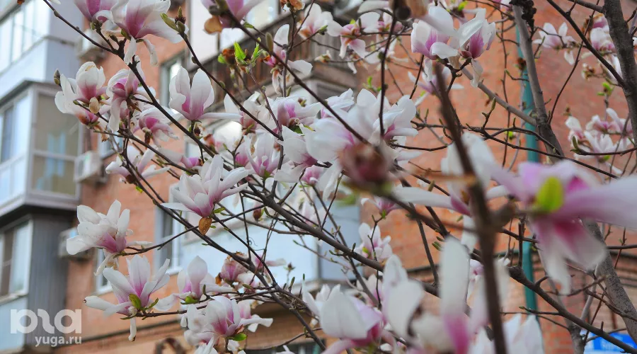 Весна в Краснодаре &copy;&nbsp;Фото Марины Солошко, Юга.ру