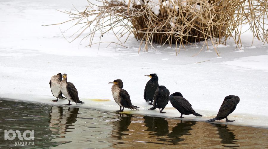 &copy;&nbsp;Фото Николая Марченко, предоставлено Юга.ру
