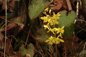 Горянка колхидская, Орлиные скалы © Фото пресс-службы Сочинского нацпарка