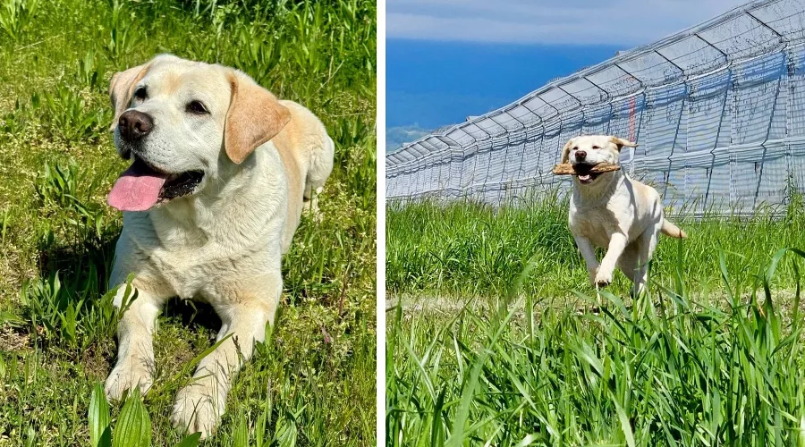 Лабрадор Рица &copy;&nbsp;Коллаж из скриншотов фото из телеграм-канала &laquo;Аэропорт Сочи&raquo;