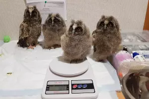  &copy;&nbsp;Фото из группы &laquo;"Рио" — Помощь диким птицам Краснодар&raquo;, vk.com/riokrasnodar23