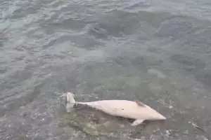  &copy;&nbsp;Кадр из видео Юрия Озаровского, t.me/MoreOz