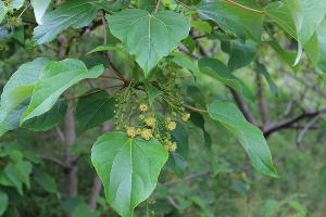 Ландышевое дерево © Фото пресс-службы Сочинского нацпарка