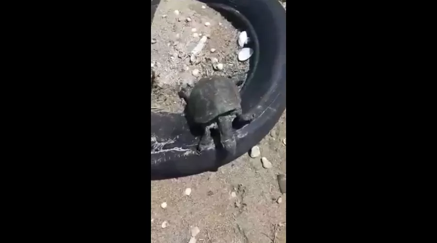 Мертвая черепаха на берегу Азовского моря близ Шиловки &copy;&nbsp;стоп-кадр из видео, предоставленного очевидцами