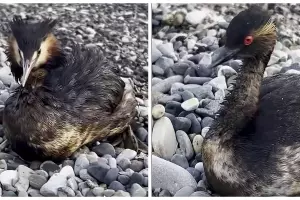  &copy;&nbsp;Коллаж скриншотов из видео телеграм-канала &laquo;Мой Туапсе&raquo; (https://t.me/my_tuapse)