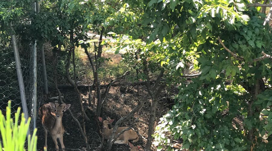  © Фото vk.com/safarigelendzhik