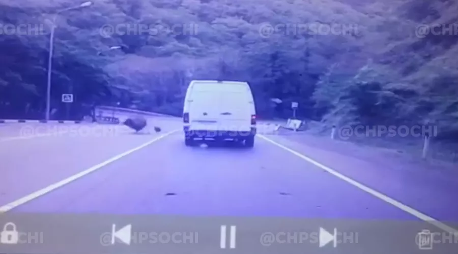  &copy;&nbsp;Скриншот из видео паблика &laquo;Вконтакте&raquo; &laquo;ЧП Сочи&raquo;, vk.com/chpsochi
