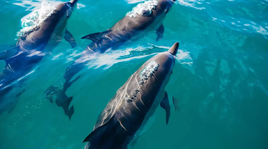  &copy;&nbsp;фото с сайта pixabay.com