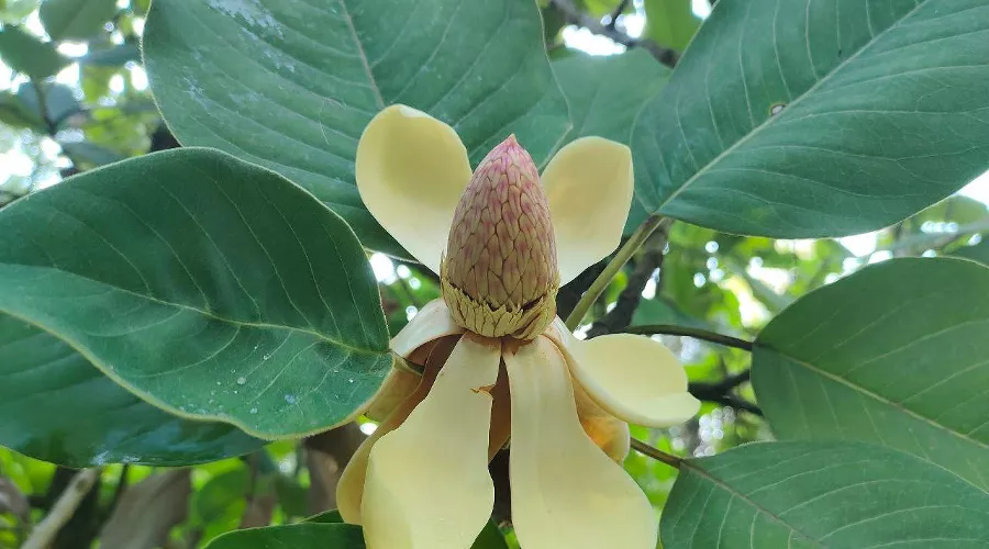 Магнолия Делавея &copy;&nbsp;Скриншот фото из телеграм-канала &laquo;Сочинский национальный парк&raquo;