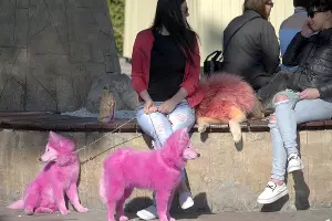 Розовые самоедские собаки с хозяйкой &copy;&nbsp;Фото из группы &laquo;ХАСКИ ХЭЛП - Команда помощи хаски и СЕС&raquo; &laquo;ВКонтакте&raquo;, vk.com/husky_help_team