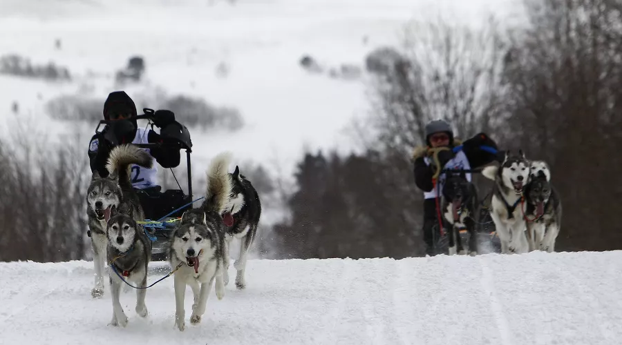 Гонка на собачьих упряжках «Лагонаки-2017» &copy;&nbsp;Фото Влада Александрова, Юга.ру