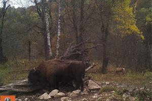  © Фото пресс-службы Кавказского биосферного заповедника