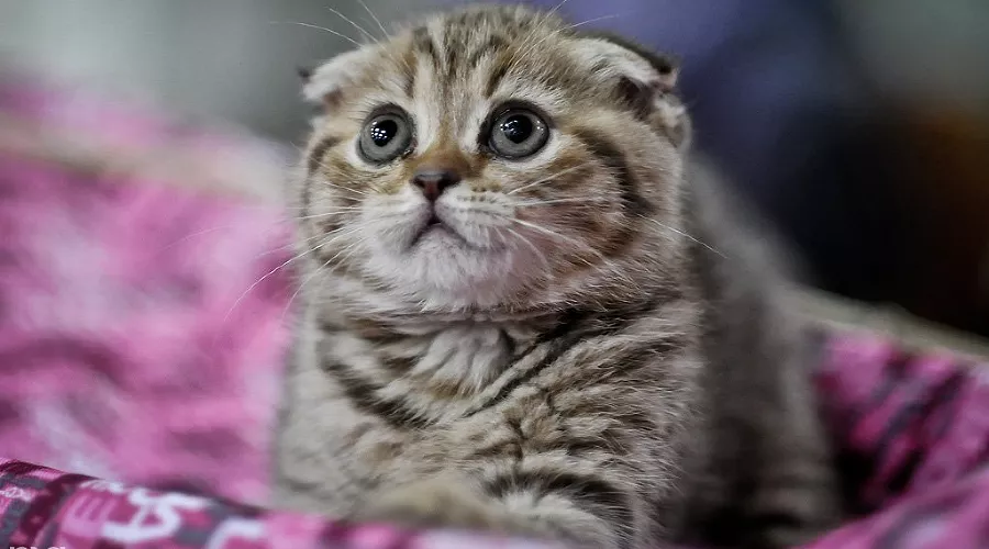 Выставка кошек в Краснодаре &copy;&nbsp;Елена Синеок, ЮГА.ру