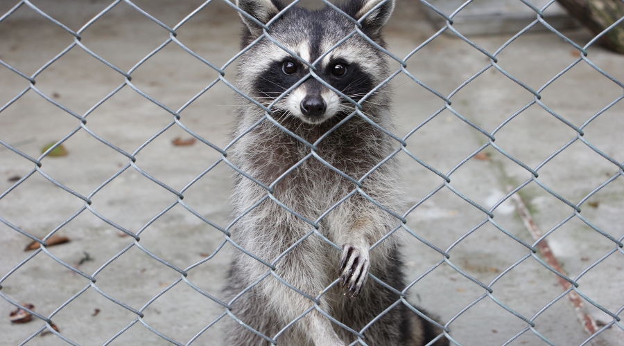 Енот в вольерном комплексе «Лаура» в Красной Поляне © Фото из аккаунта instagram.com/ann_image77/