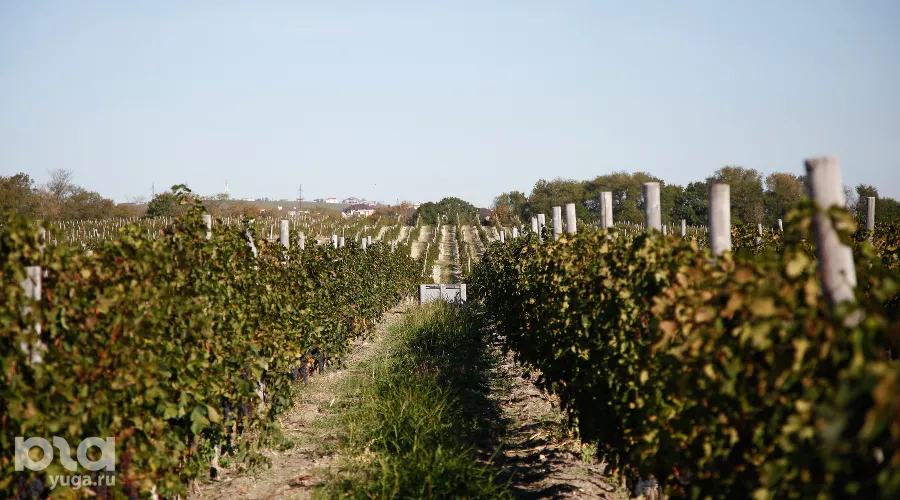  &copy;&nbsp;Фото Влада Александрова, Юга.ру