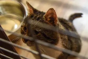 Приют для пострадавших животных &laquo;Краснодог&raquo; &copy;&nbsp;Фото Елены Синеок, Юга.ру