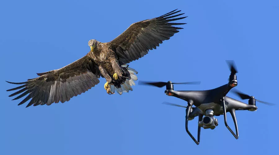  &copy;&nbsp;Коллаж Юга.ру