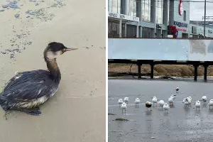  &copy;&nbsp;Скриншоты видео из телеграм-канала Юрия Озаровского https://t.me/MoreOz