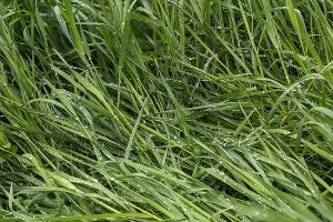  &copy;&nbsp;Фото Александры Прохоренковой-Аксеновой, Юга.ру