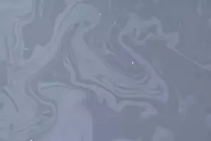  &copy;&nbsp;Скриншот видео из инстаграма дельфинария в Утрише, instagram.com/delfinariy.utrish