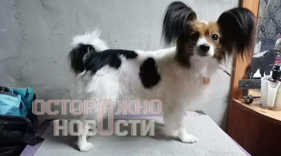 Собака Шура &copy;&nbsp;скриншот фото из телеграм-канала &laquo;Осторожно, новости&raquo;