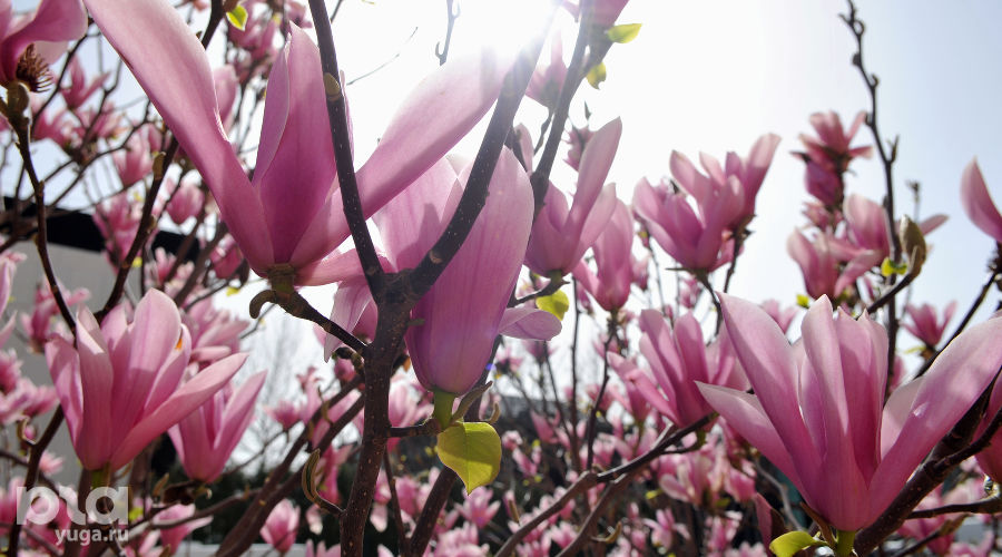  © Фото Марины Солошко, Юга.ру