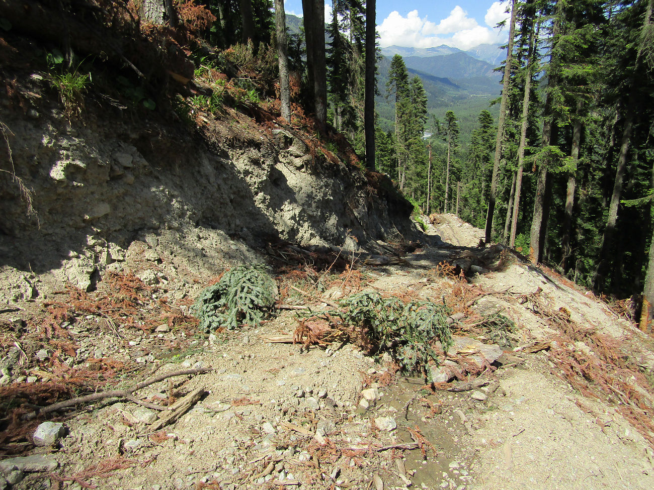 лес джассагач карачаево черкесия. архызское лесничество. архызское лесничество. дом лесника сулахат архыз. архызская территория тебердинского заповедника архыз.