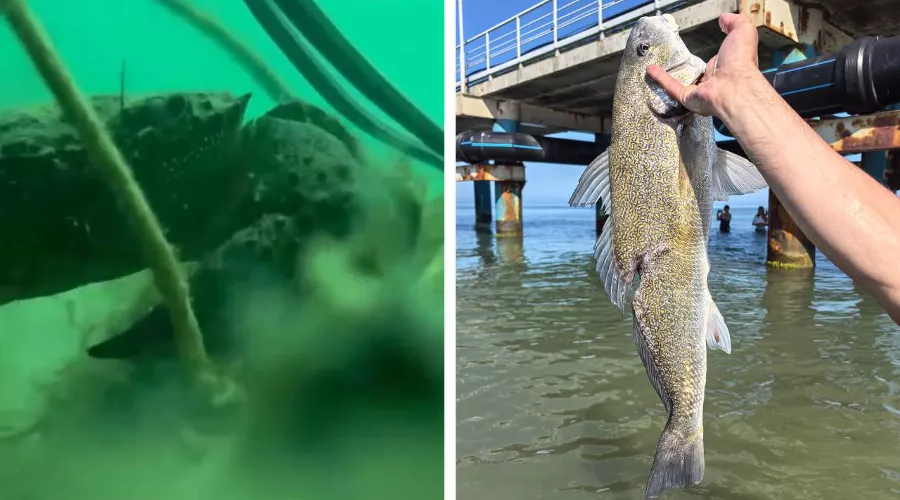  &copy;&nbsp;Скриншот из видео телеграм-канала Kub Mash и скриншот фото блогера Макса Анапского