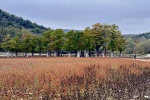 Кипарисы в пересохшем озере Сукко в октябре 2025 © Мария Журавлева, Юга.ру