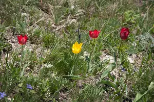  &copy;&nbsp;Фото Романа Мнацеканова / WWF России