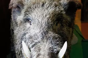 "Музей снежного человека" в Адыгее &copy;&nbsp;Влад Александров, ЮГА.ру