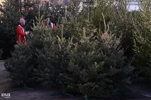 В Краснодаре заработали елочные базары &copy;&nbsp;Фото Алены Живцовой, Юга.ру