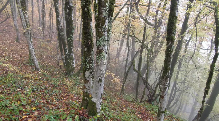  &copy;&nbsp;Фото пресс-службы Сочинского нацпарка