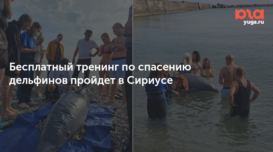 Бесплатный тренинг по спасению дельфинов пройдет в Сириусе