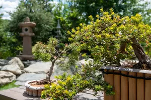 Бонсаи за домом Коминка &copy;&nbsp;Фото Александра Гончаренко, Юга.ру